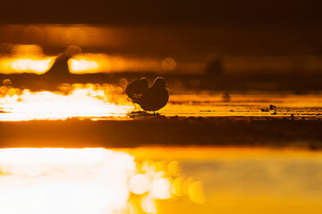 Wood sandpipers (Tringa glareola) silhouette feeding in the wetlands at sunset in spring.