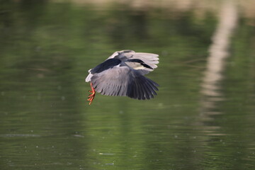 Black-crowned night heron (Nycticorax nycticorax) in Japan