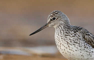 Common greenshank (tringa nebularia) closeup in spring.