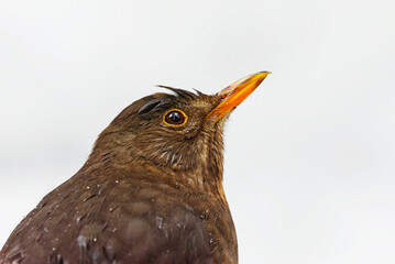 Eurasian blackbird or common blackbird (Turdus merula) female closeup in the snow in early spring.	
