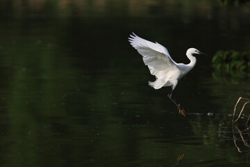 Little egret (Egretta garzetta) in Japan