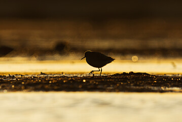 Wood sandpiper (Tringa glareola) silhouette feeding in the wetlands at sunset in spring.