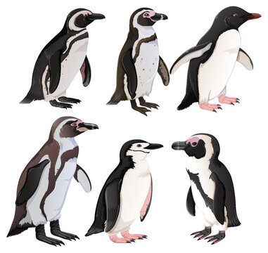 Set of penguins in different species