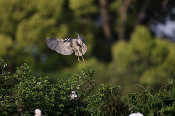 Black-crowned night heron (Nycticorax nycticorax) in Japan