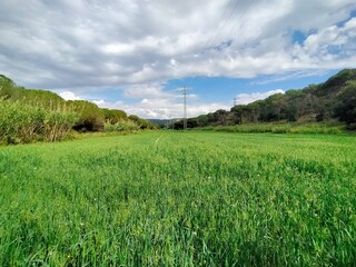 landscape of a green field with trees on the sides, blue sky with white clouds