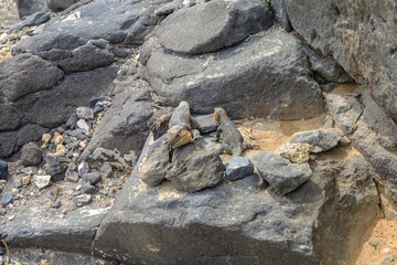 Gallotia stehlini is a giant lizard that only lives on Gran Canaria island. It stands out for its...