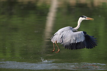 Grey heron (Ardea cinerea) in Japan