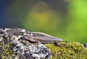 Mauereidechse (Podarcis muralis) im Zemplén Gebirge, Ungarn