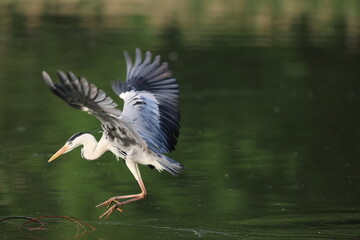 Grey heron (Ardea cinerea) in Japan