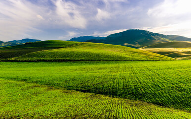 Scenic view at beautiful spring sunset in a green shiny field with green grass and golden sun rays, deep blue cloudy sky on a background , forest and country road, summer valley landscape