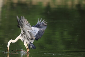 Grey heron (Ardea cinerea) in Japan