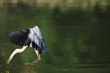 Grey heron (Ardea cinerea) in Japan