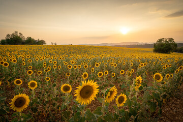 Sunflowers, sunflower field at sunset, sunset time, south of France, Valensole, warm colors, beautifull sunset sky above sunflowers