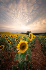 Sunflowers, sunflower field at sunset, sunset time, south of France, Valensole, warm colors, beautifull sunset sky above sunflowers