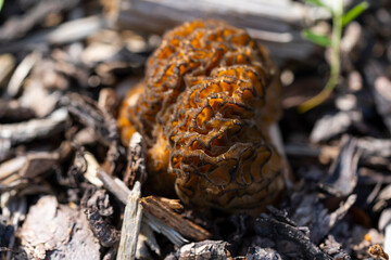 Morel mushroom, its scientific name is Morchella esculenta. Close up photo.
