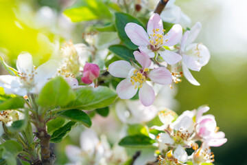 Fototapeta na wymiar Blooming apple tree in spring time.