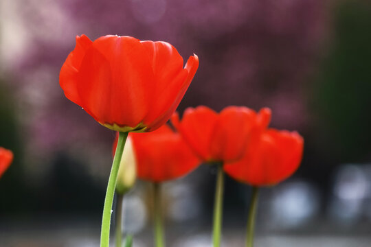 red tulips in spring. beautiful garden background