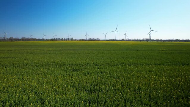 Aerial view of wind turbines in the yellow canola fields under blue sky in Gdansk countryside, Poland - push in 