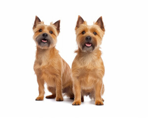 photo of two Norwich terriers isolated on white background. Generative AI
