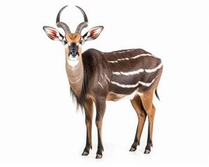 Obraz premium photo of nyala isolated on white background. Generative AI