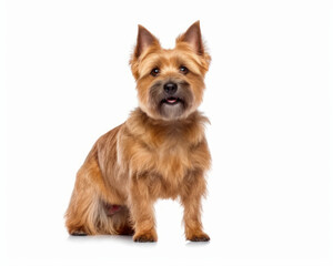 photo of Norwich terrier isolated on white background. Generative AI