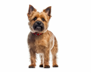 photo of Norwich terrier isolated on white background. Generative AI