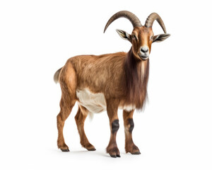photo of Nubian goat isolated on white background. Generative AI