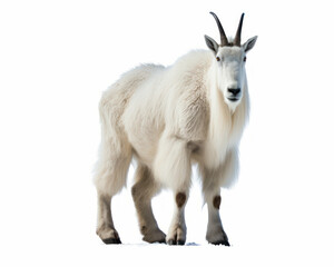 photo of mountain goat isolated on white background. Generative AI
