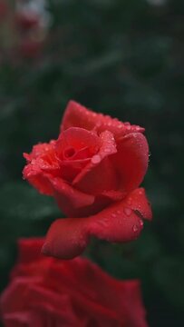  roses under the rain.