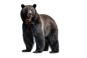 A Black bear isolated on transparent background  - Generative AI