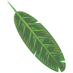 Isolate Tropical green exotic wild leave png