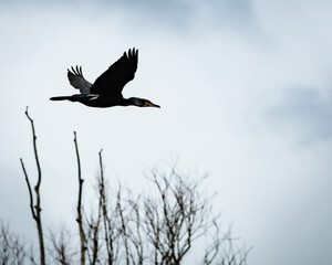 cormorant