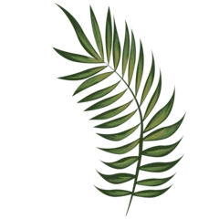 Photo sur Plexiglas Monstera Isolate Tropical green exotic wild leave png