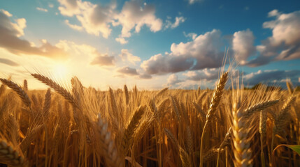 Wheat field with a sunset in the background