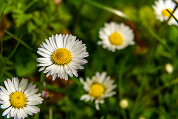 Bunte Frühlingsblume am Morgen