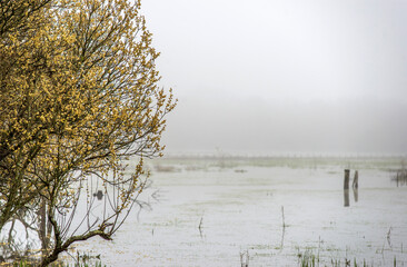 Marais de Brière sous la brume à Saint-Joachim, Loire, Atlantique, France