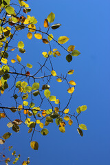 feuilles dans le ciel