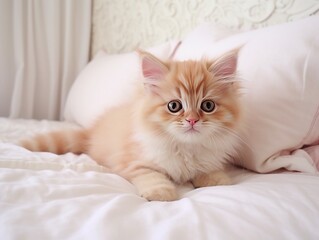 Fototapeta na wymiar Cozy Dreams The Adorable Kitten on the Bed