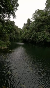 Vertical video. Low flying over calm water surface pond tropical lake at jungle rainforest lush fern greenery aerial view. FPV sport drone speed shot exotic island river wild forest park green tree 4k
