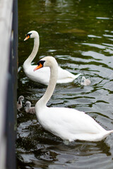 Cygnes avec leurs petits