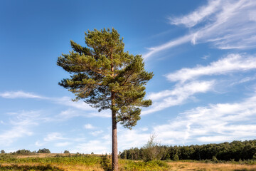 Pinus sylvestris or Scot pine on Ashdown forest on a Sunday afternoon, East Sussex, South of England