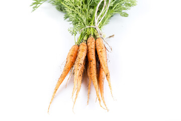 freshly picked carrots