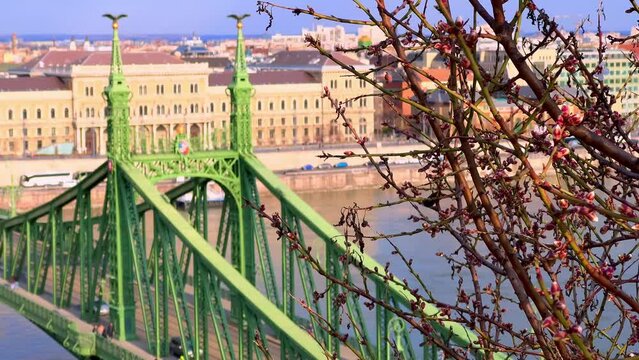The tree with spring buds against the Liberty Bridge, Budapest, Hungary