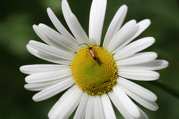 Spring animals on flowers