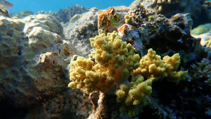Naklejka na ściany i meble Broccoli coral (Litophyton arboreum) undersea, Red Sea, Egypt, Sharm El Sheikh, Nabq Bay