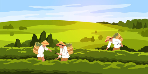 Tea pickers. People in vietnamese hats on green plantation collect leaves in large baskets, hot drink raw materials. Green horizontal landscape, cartoon flat illustration. Tidy vector concept - obrazy, fototapety, plakaty