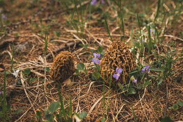 Picking morels in the Ecrins massif of the Alps in France, Morchella esculenta