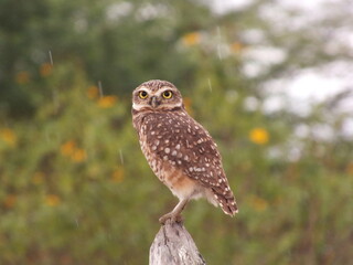 Burrowing owl / coruja-buraqueira 