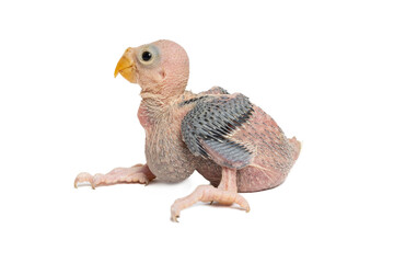 A cute baby parrot isolated on white background © zorandim75