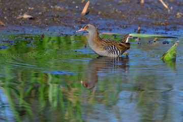 Wasserralle am Morgen im Herbst bei der Jagd